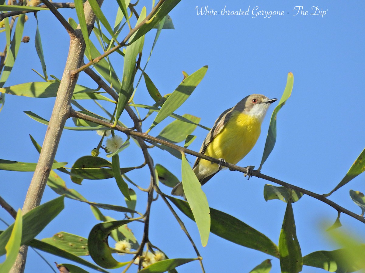 White-throated Gerygone - Marie Tarrant