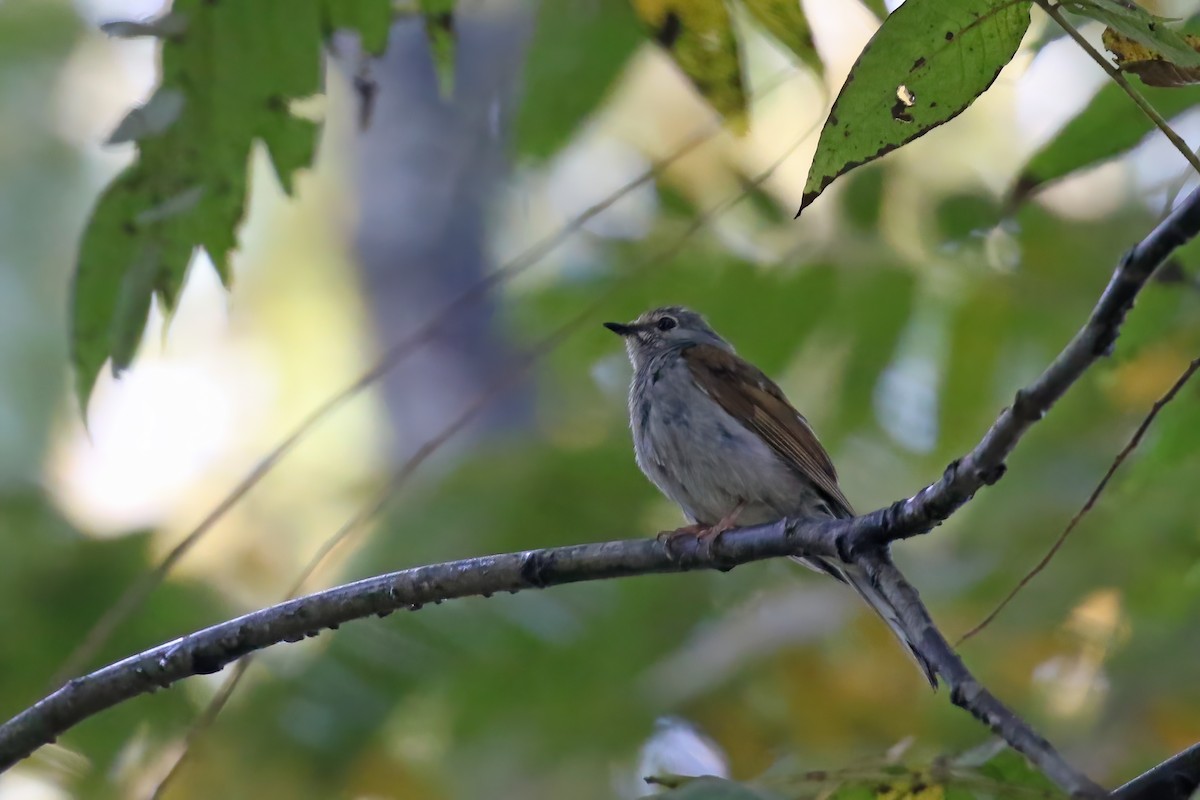 Brown-backed Solitaire - ML623055030