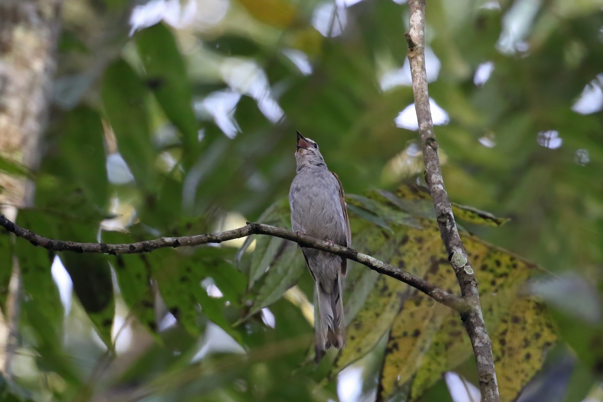 Brown-backed Solitaire - ML623055033