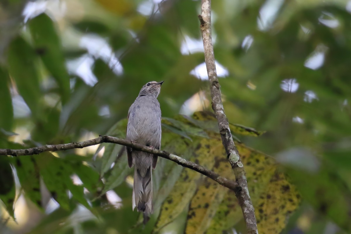 Brown-backed Solitaire - ML623055040