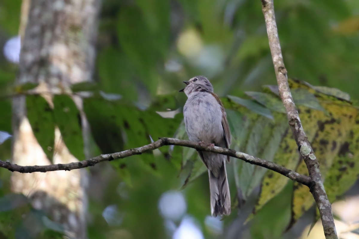 Brown-backed Solitaire - ML623055047