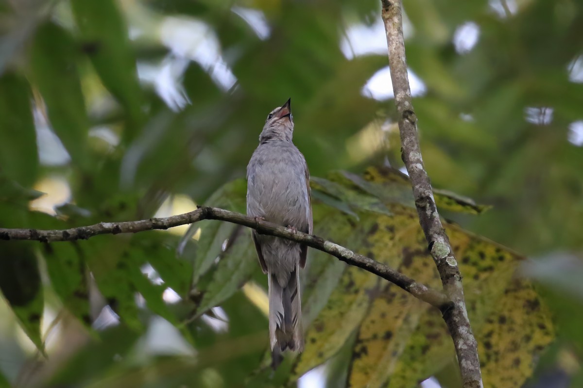 Brown-backed Solitaire - Greg Scyphers