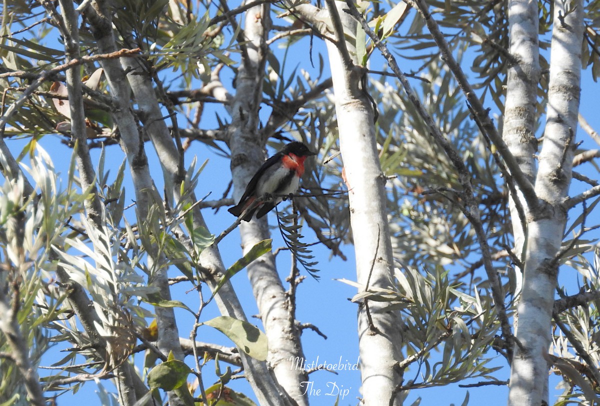 Mistletoebird - ML623055053