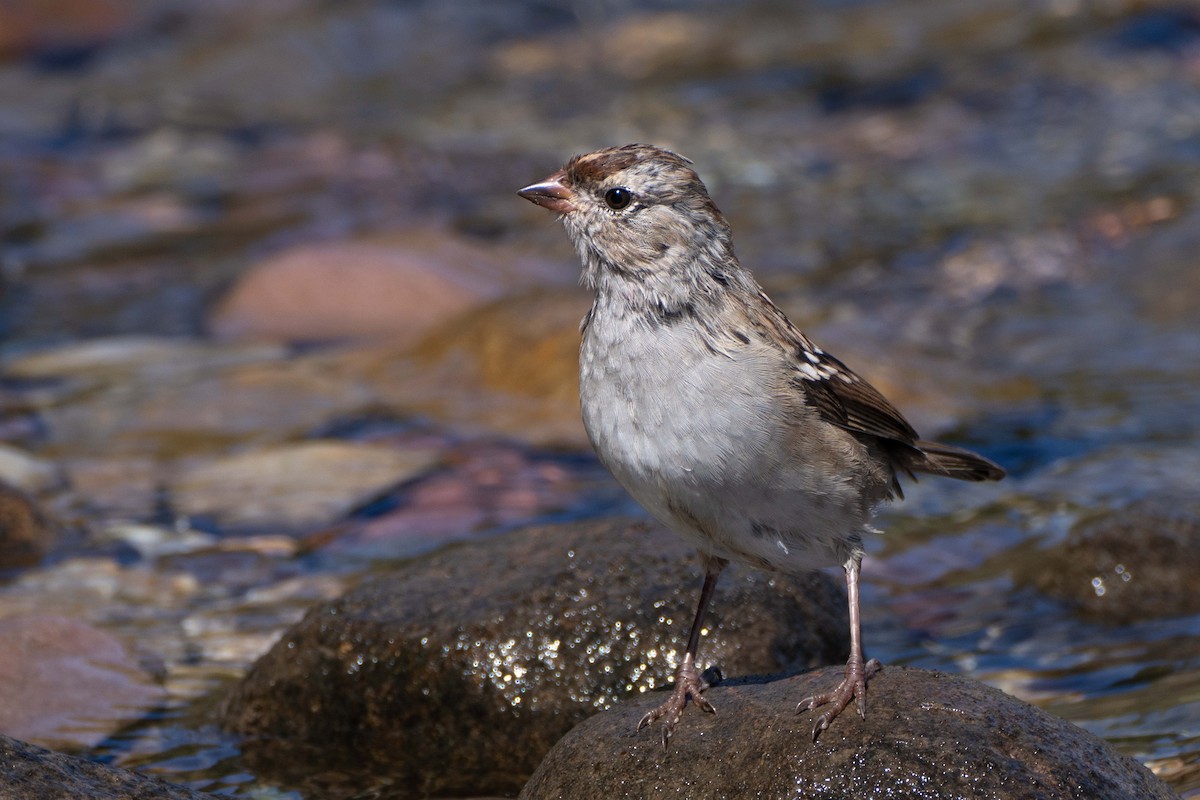 White-crowned Sparrow - ML623055057
