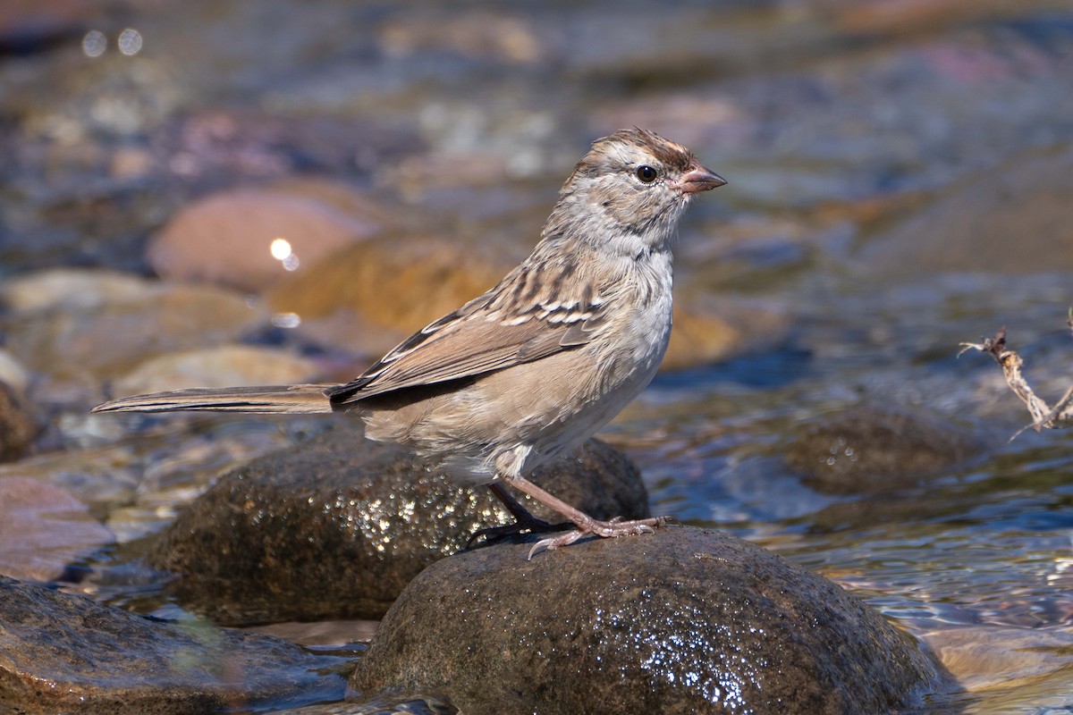 White-crowned Sparrow - ML623055058