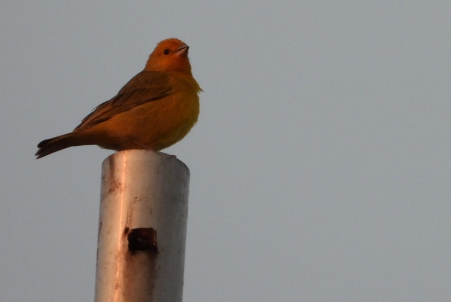 Brazilian Tanager - ML623055076