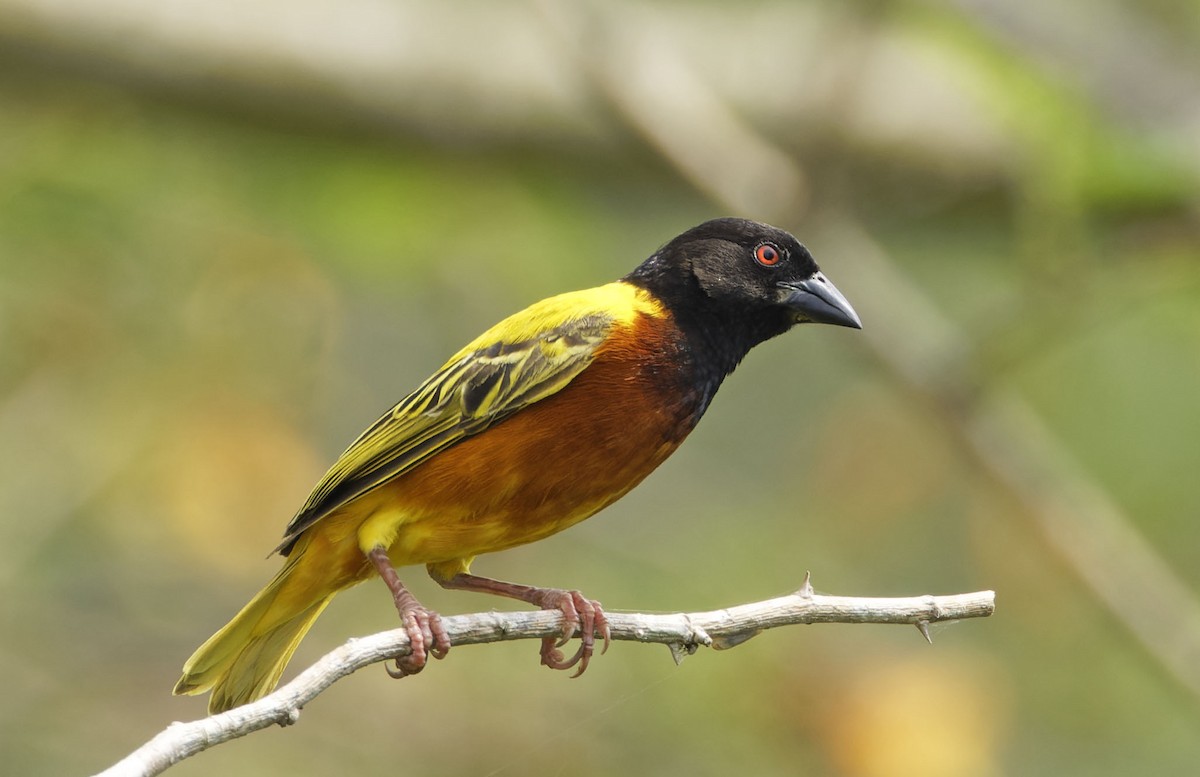 Golden-backed Weaver - ML623055138