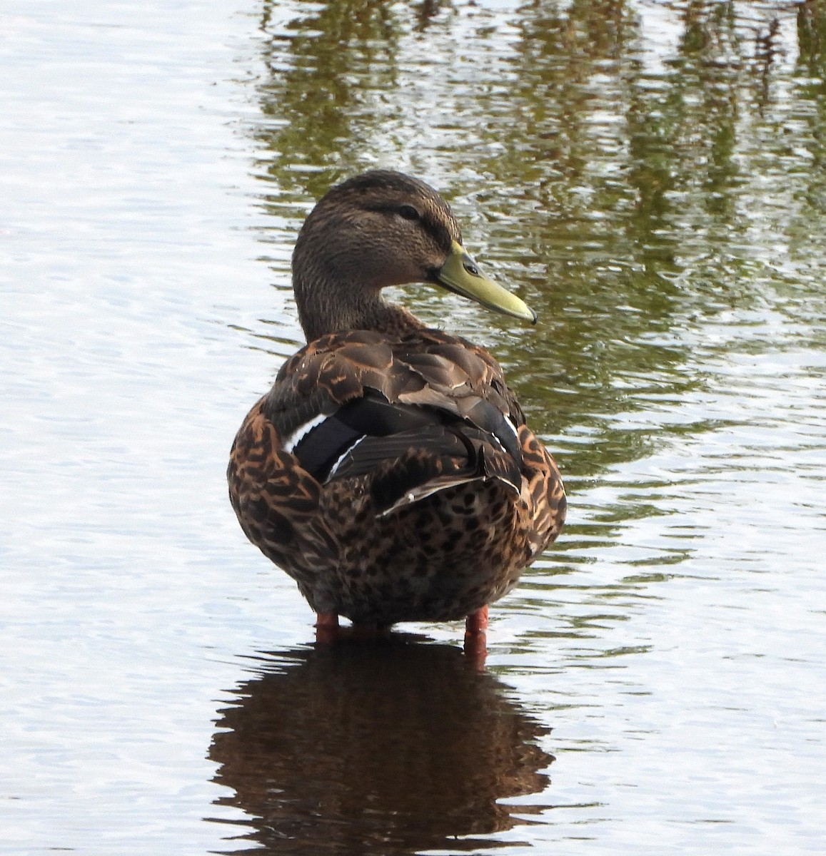 Mallard x Mottled Duck (hybrid) - ML623055168