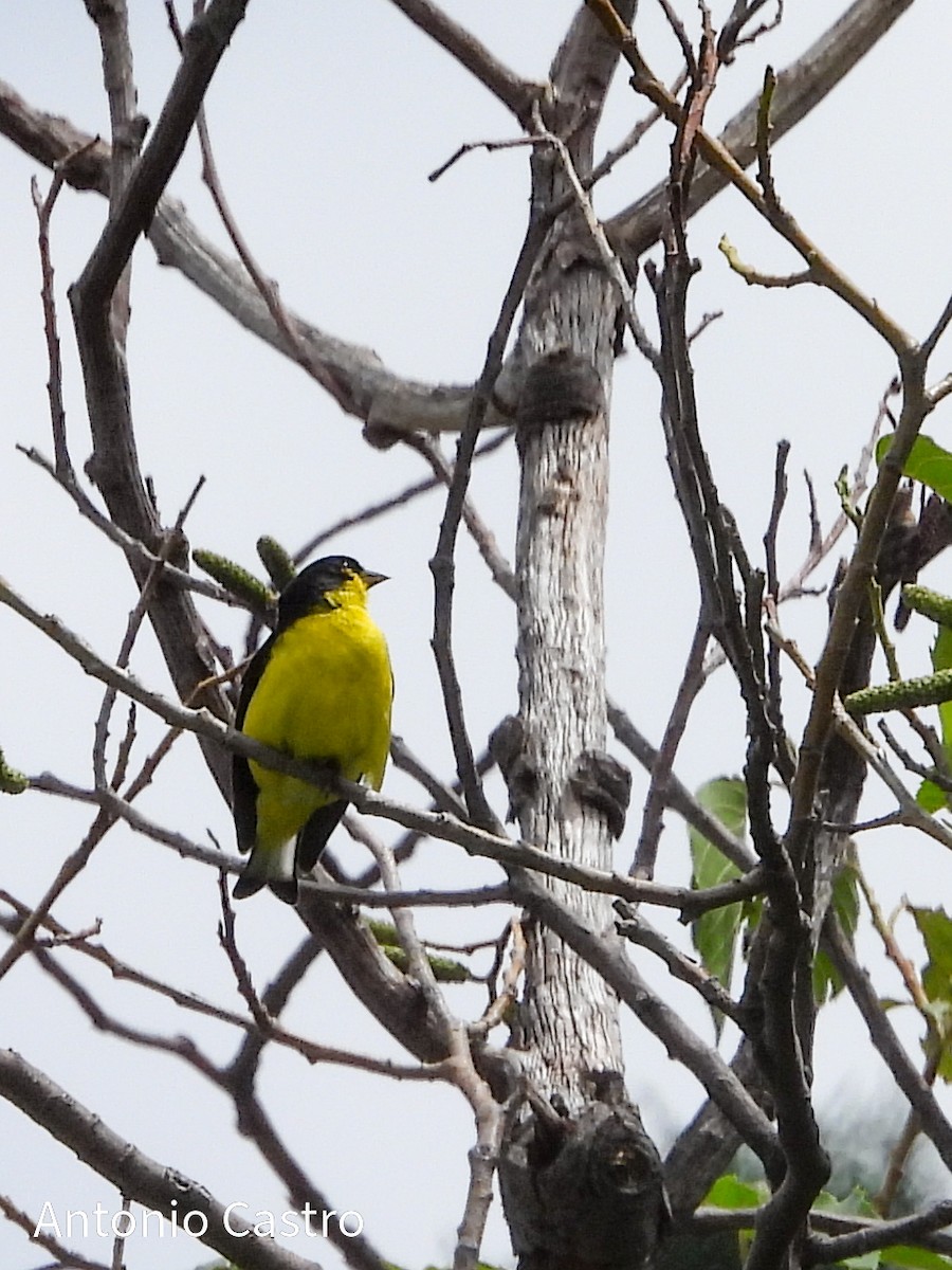 Lesser Goldfinch - ML623055223