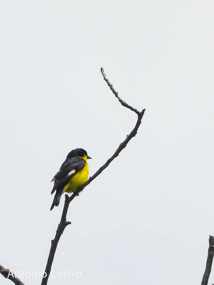 Lesser Goldfinch - ML623055224