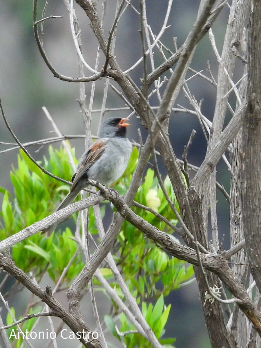 Black-chinned Sparrow - ML623055234