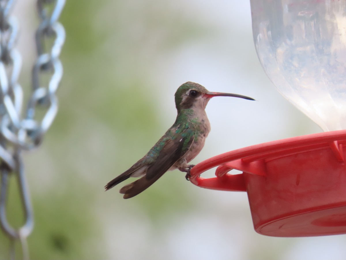 Broad-billed Hummingbird - Joyce Brady