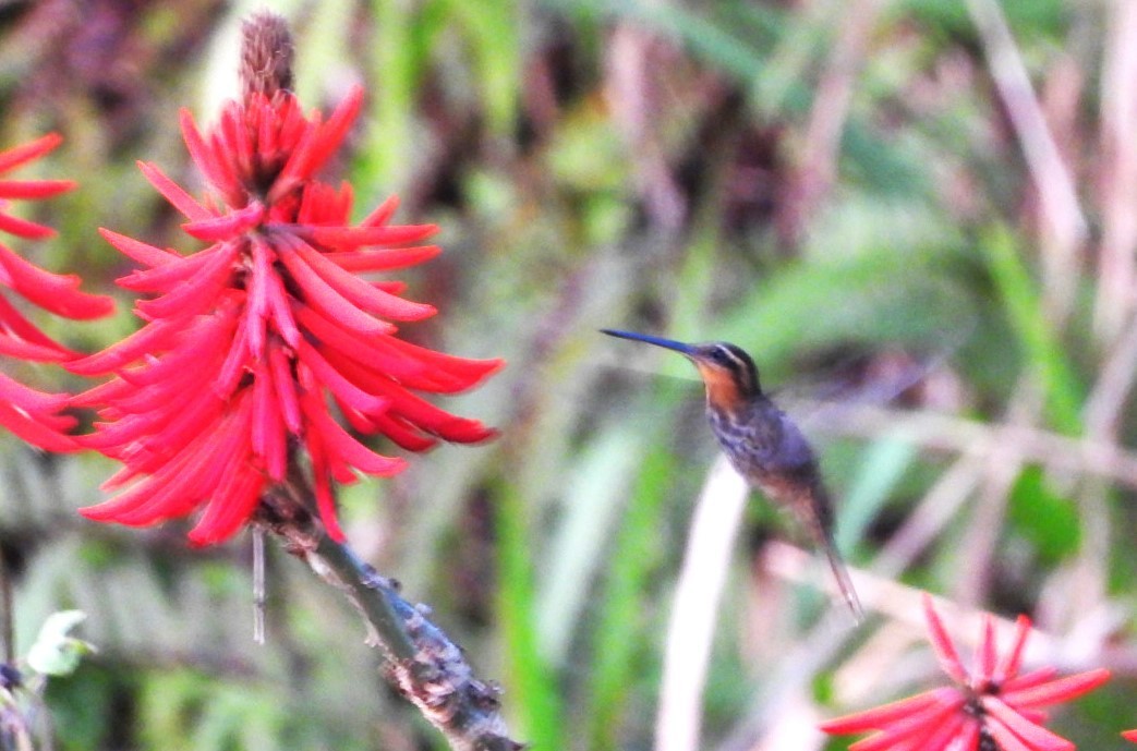 Saw-billed Hermit - ML623055236