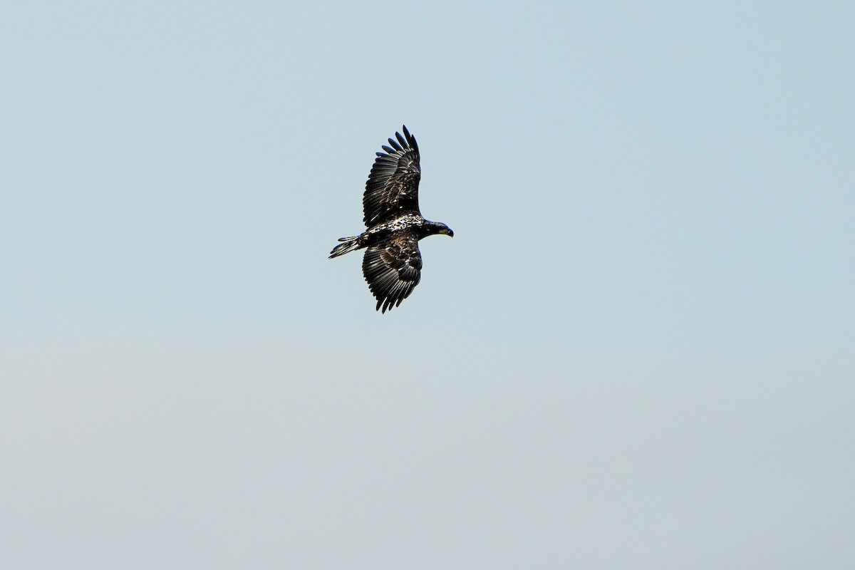 Bald Eagle - ML623055245