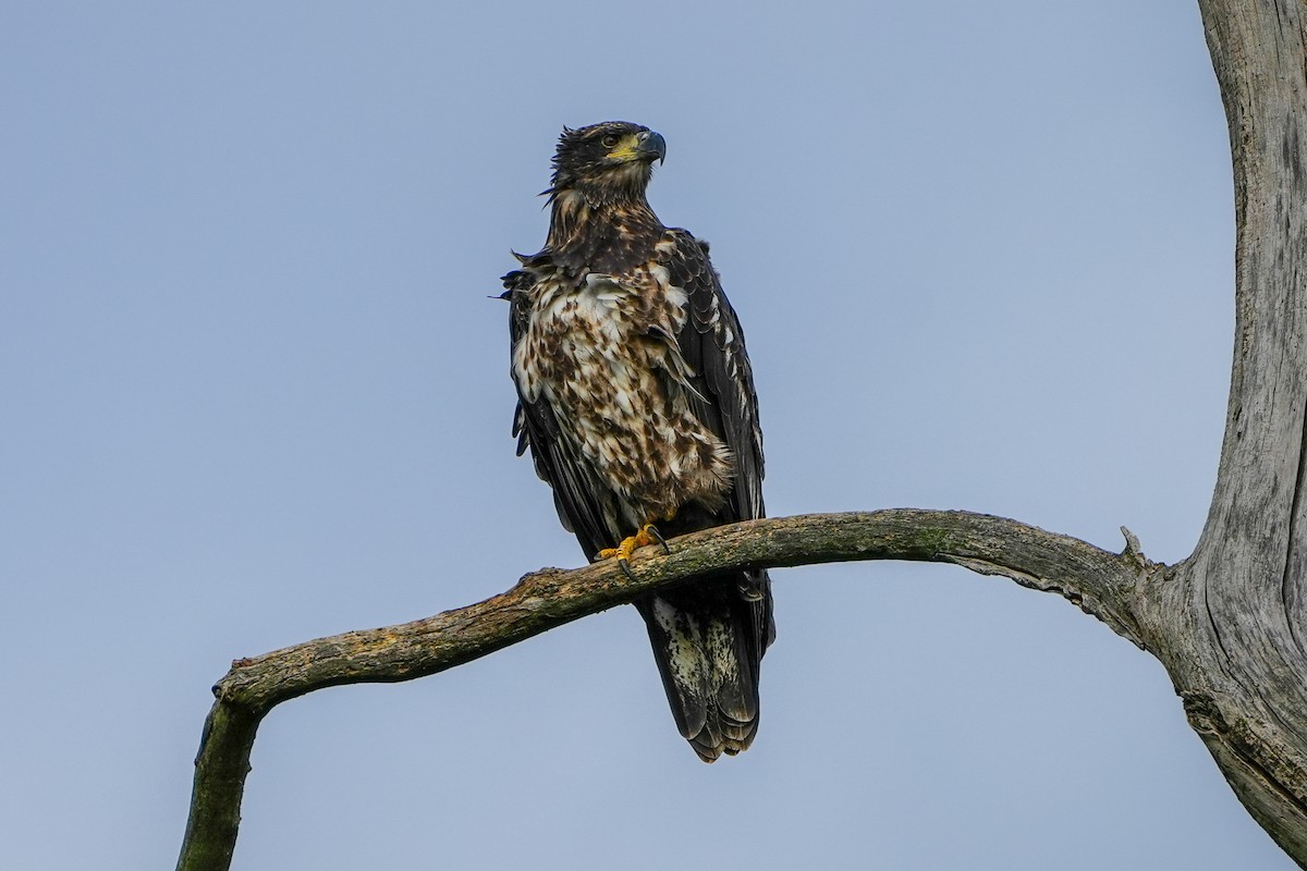 Bald Eagle - ML623055260