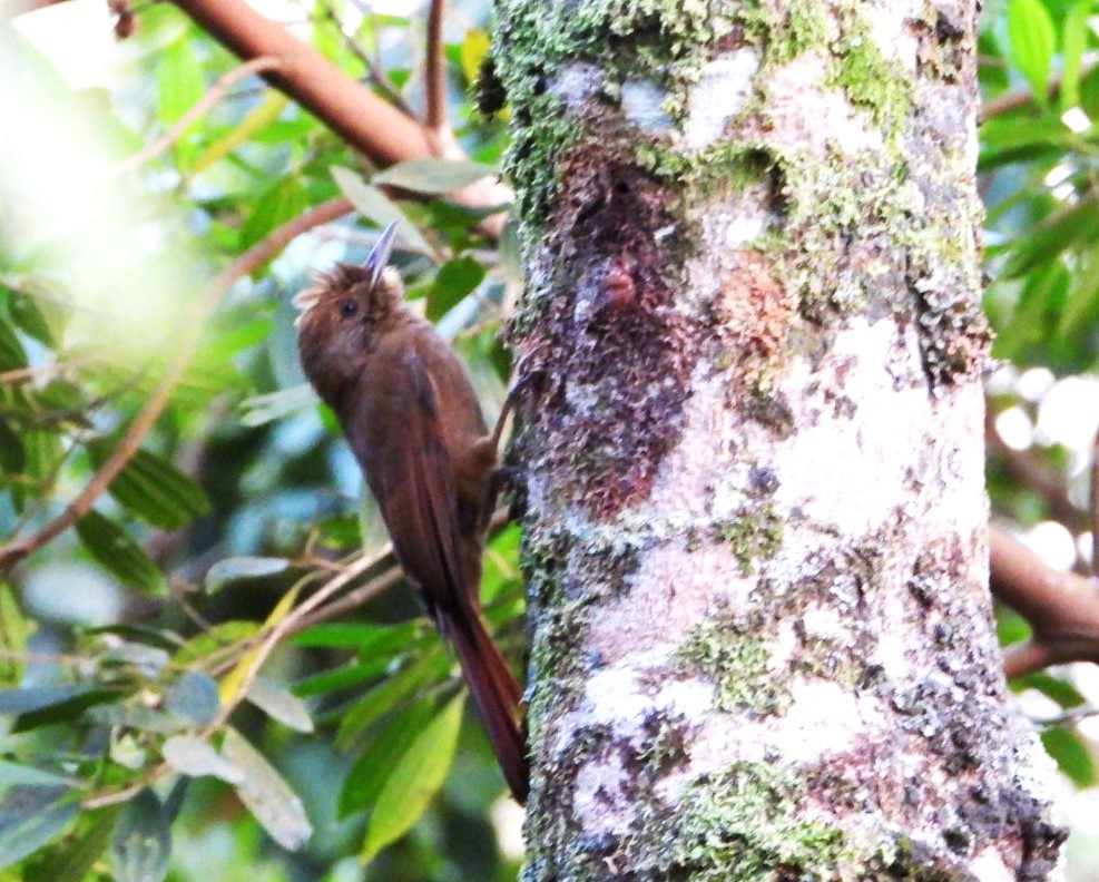 Plain-winged Woodcreeper - ML623055386