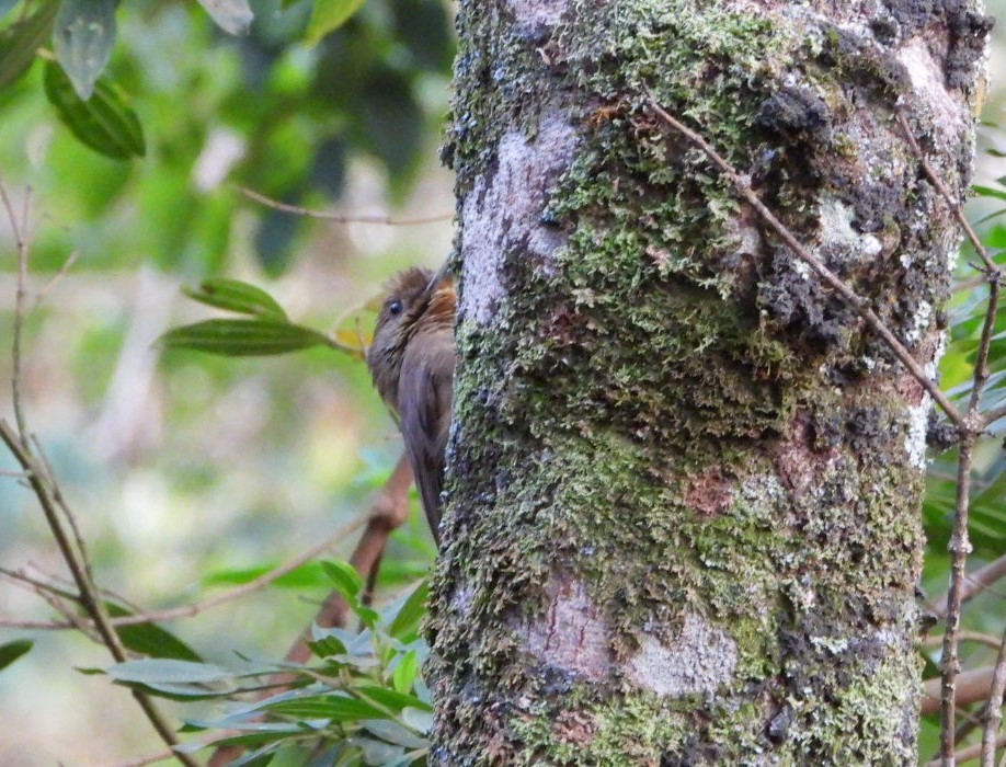 Plain-winged Woodcreeper - ML623055396