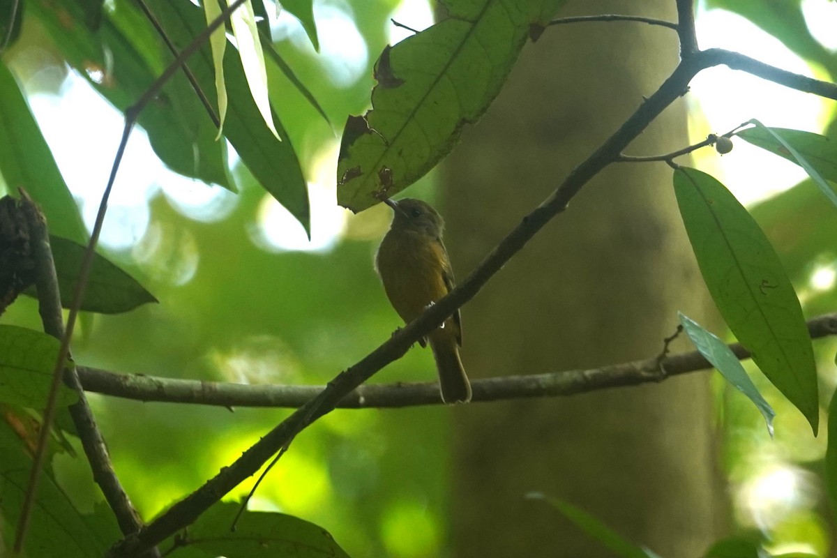 McConnell's Flycatcher - ML623055404