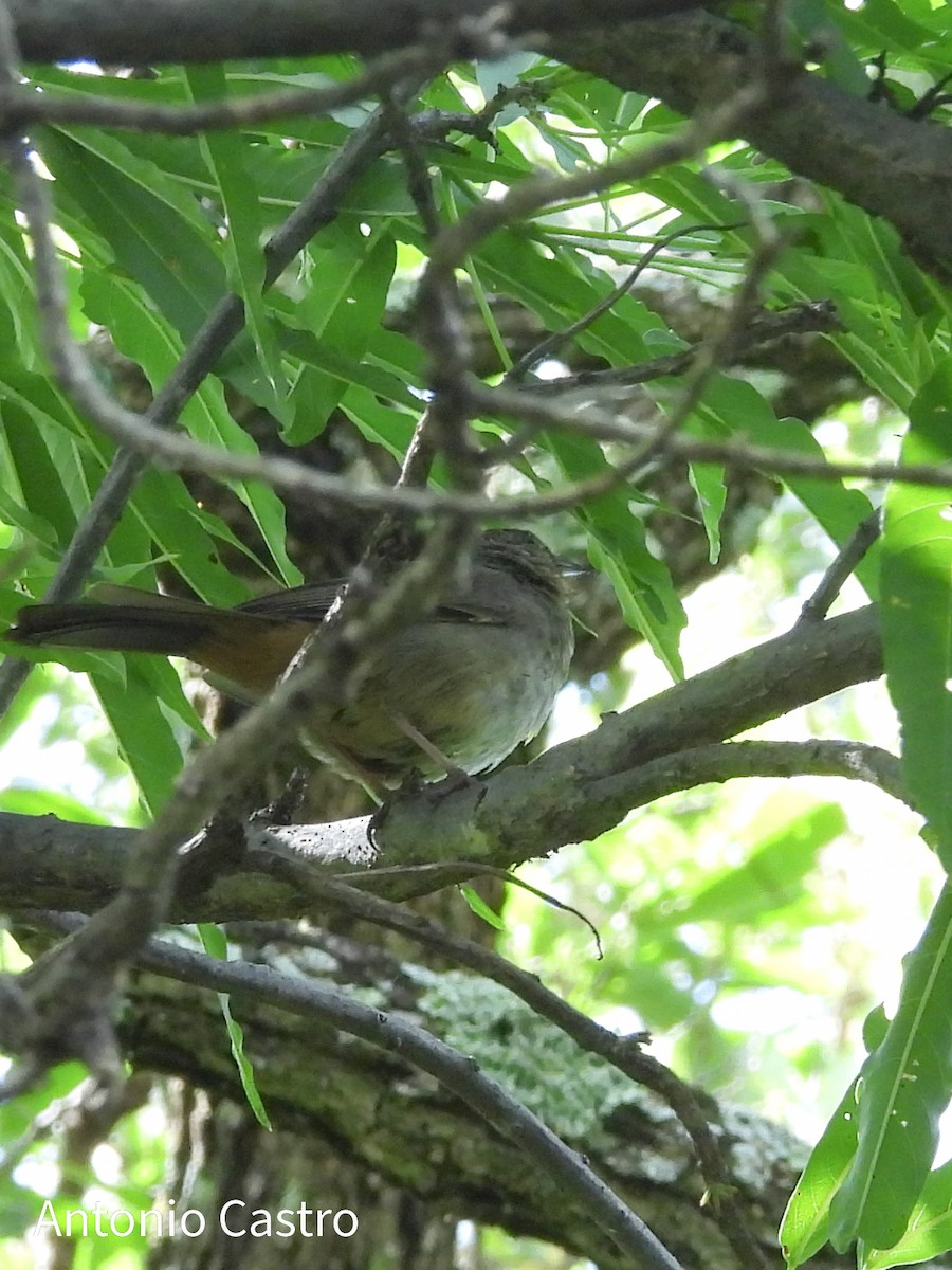 Canyon Towhee - ML623055416