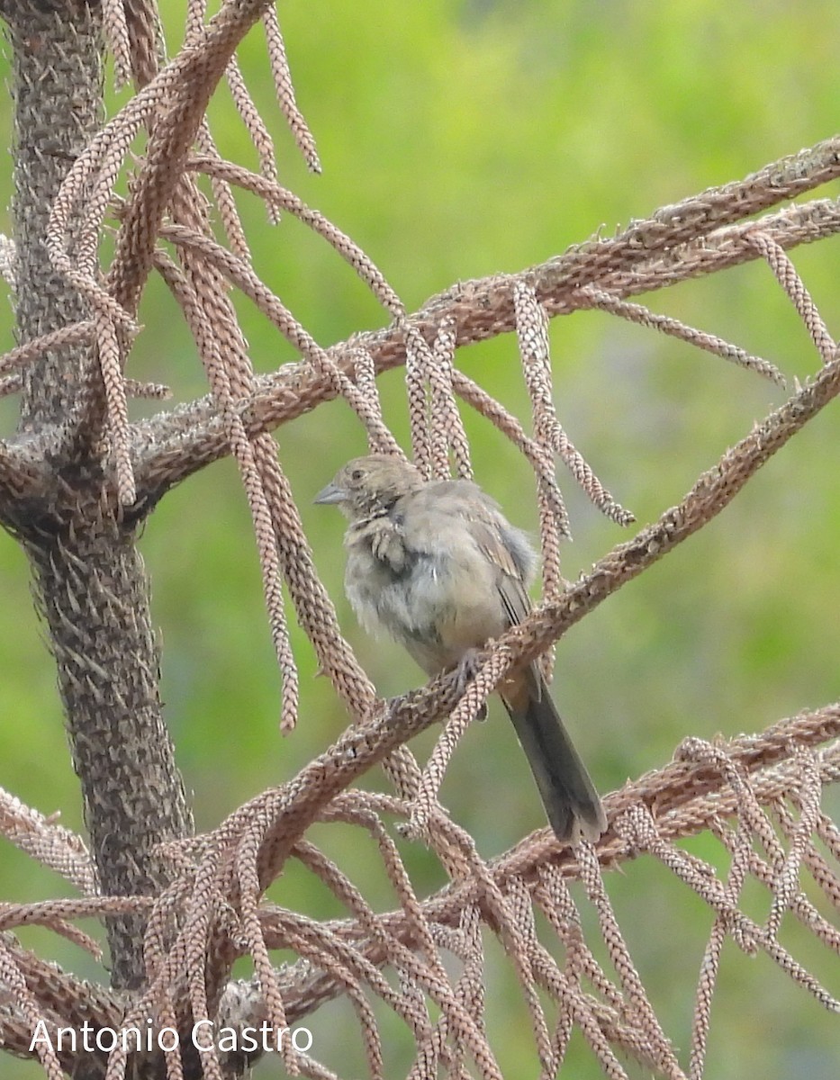 Canyon Towhee - ML623055419