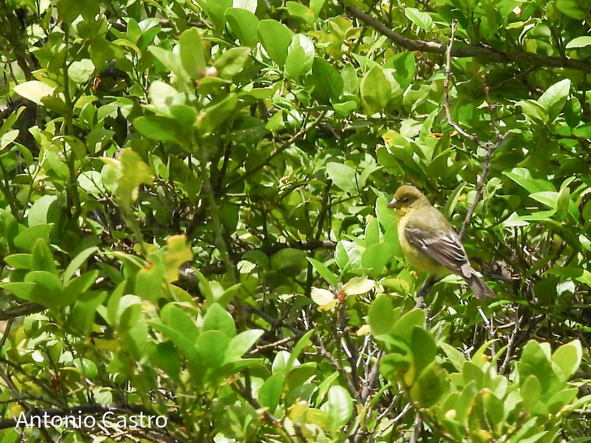 Lesser Goldfinch - ML623055444