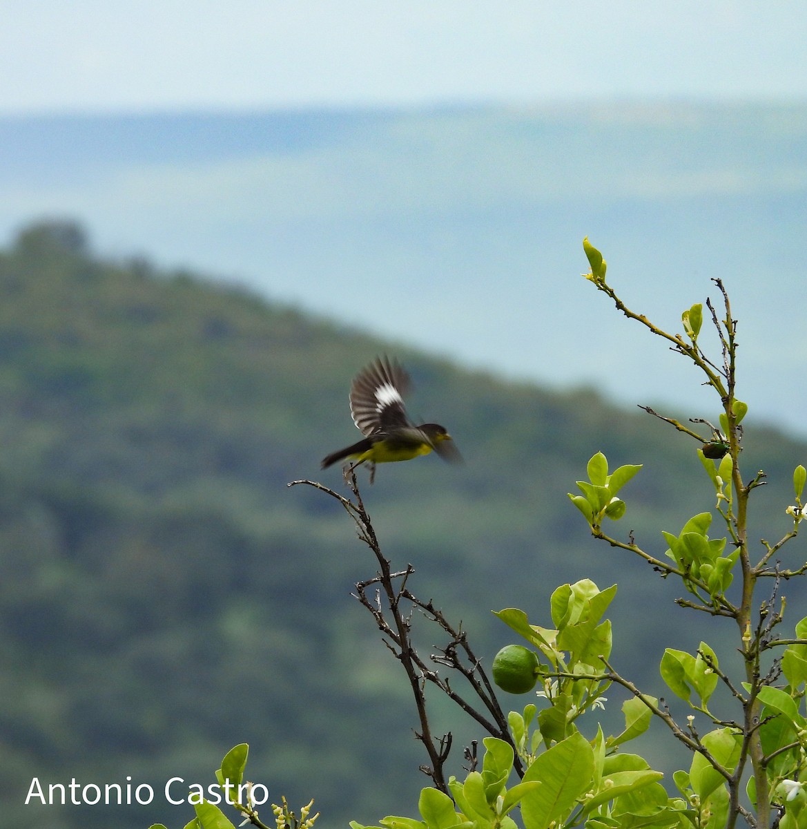 Lesser Goldfinch - ML623055445