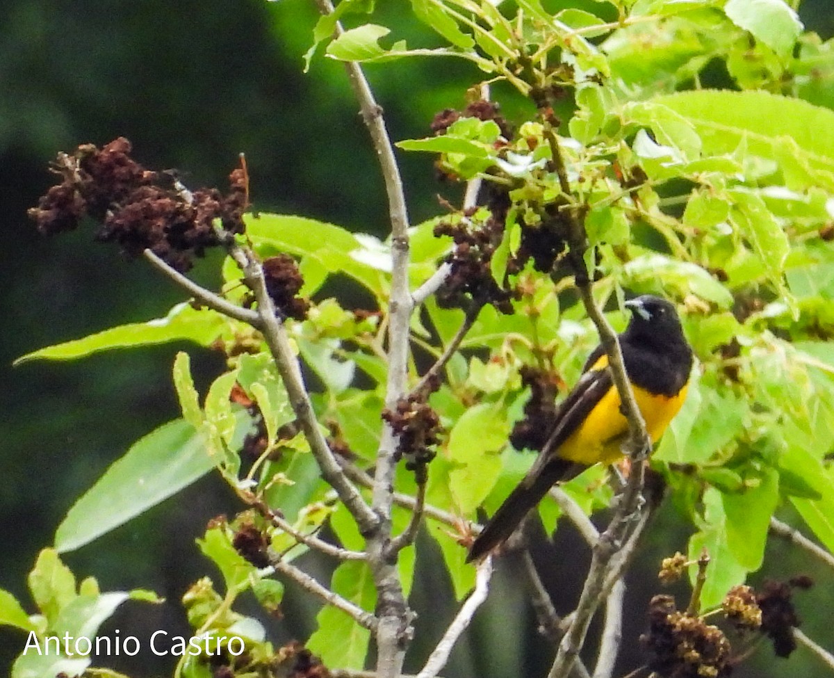 Black-vented Oriole - ML623055480