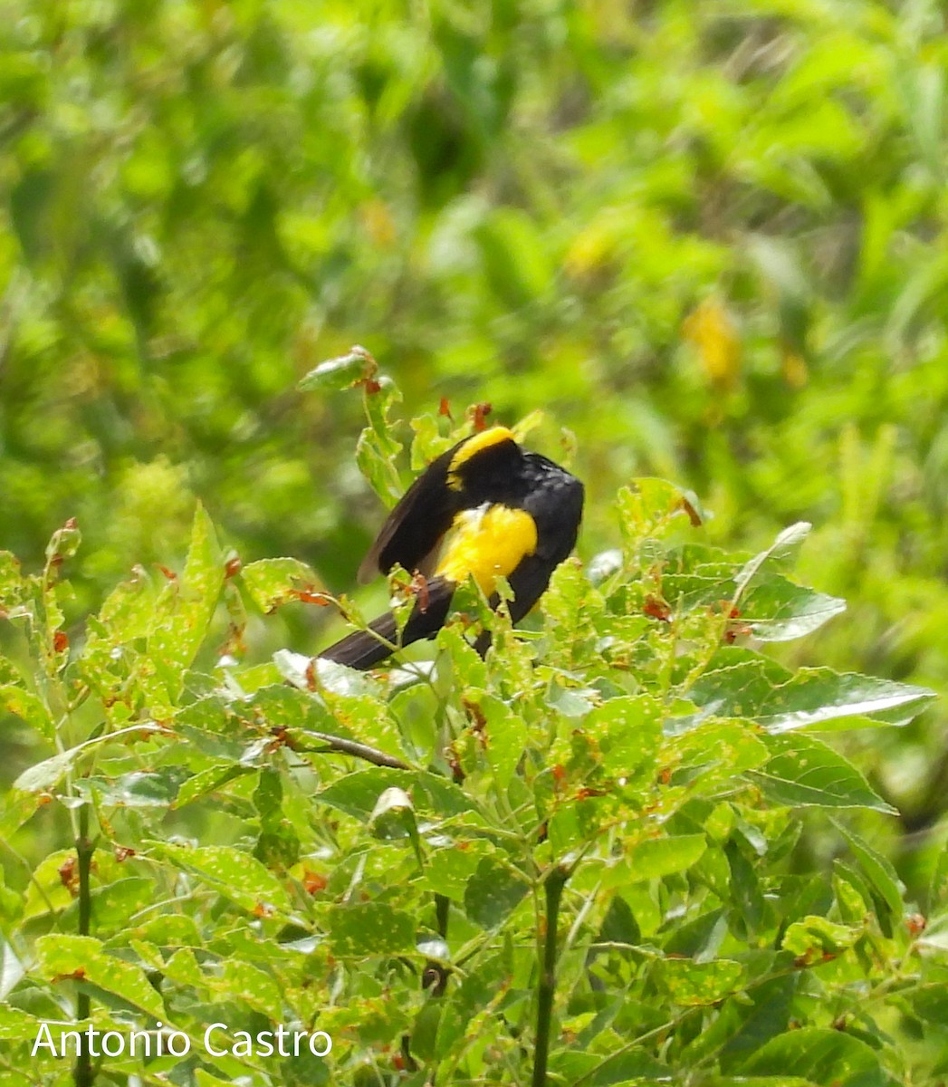 Black-vented Oriole - ML623055481