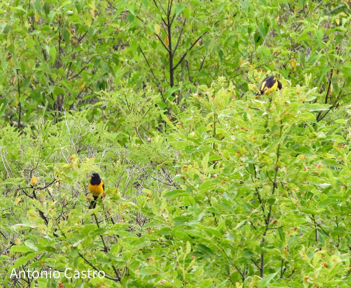 Black-vented Oriole - ML623055482