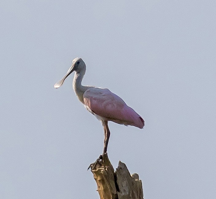 Roseate Spoonbill - ML623055499