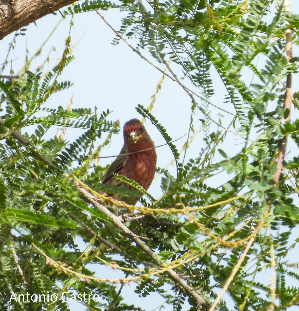 House Finch - ML623055501