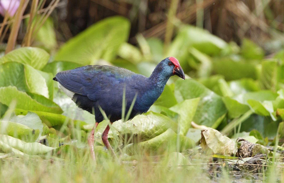 African Swamphen - ML623055545