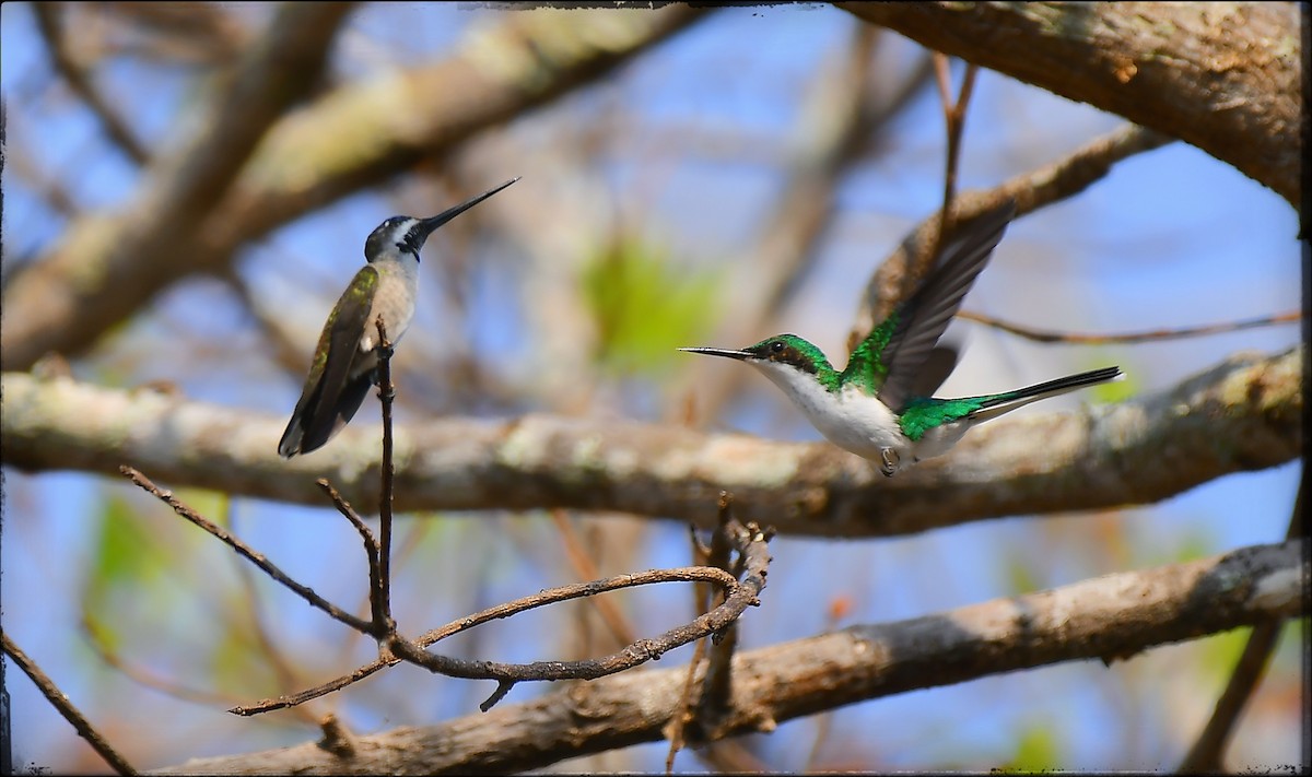 Black-eared Fairy - Beto Guido Méndez