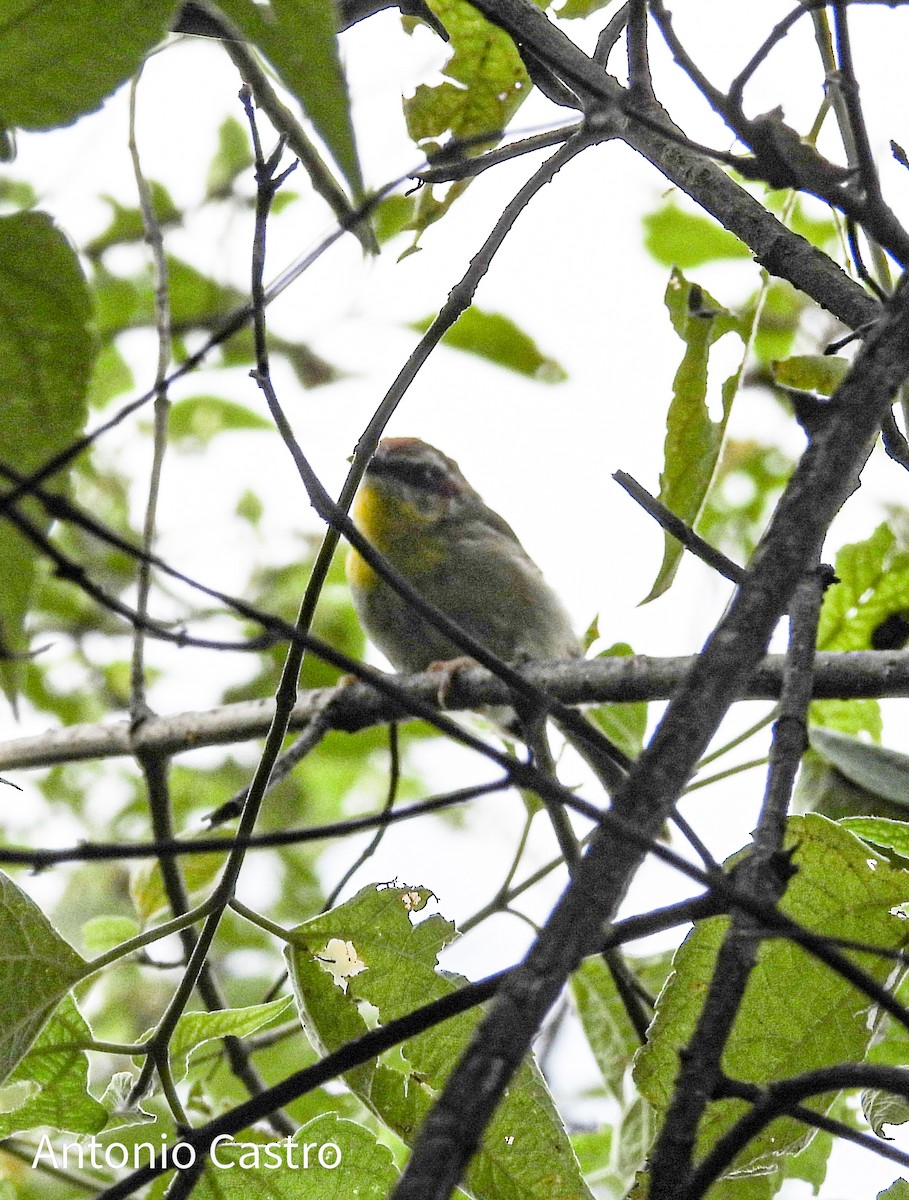 Rufous-capped Warbler - ML623055574