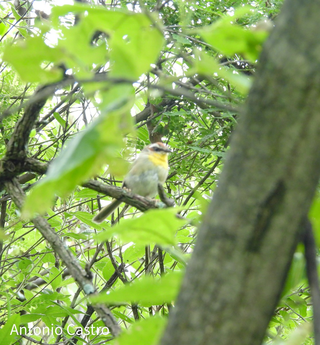 Rufous-capped Warbler - ML623055576