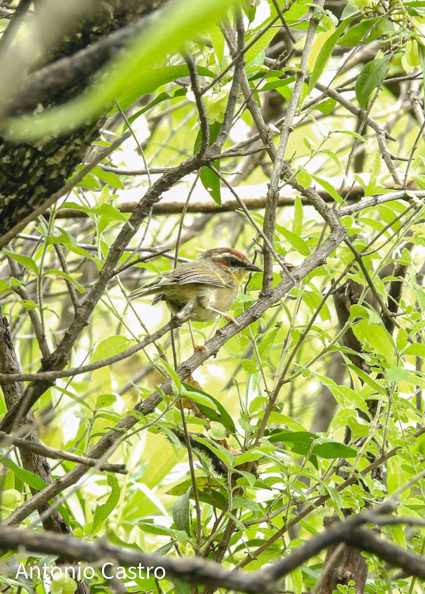 Rufous-capped Warbler - ML623055577