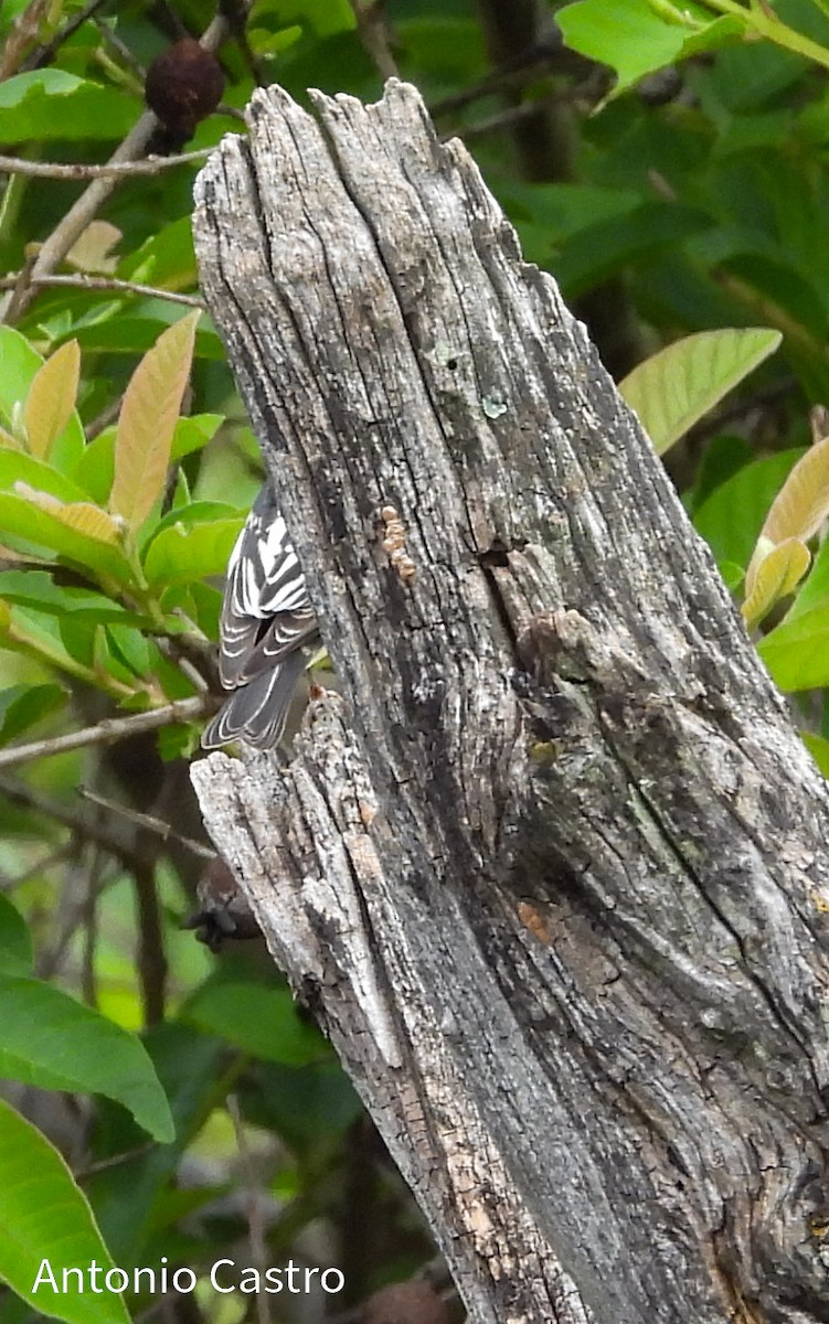 Black-and-white Warbler - ML623055584