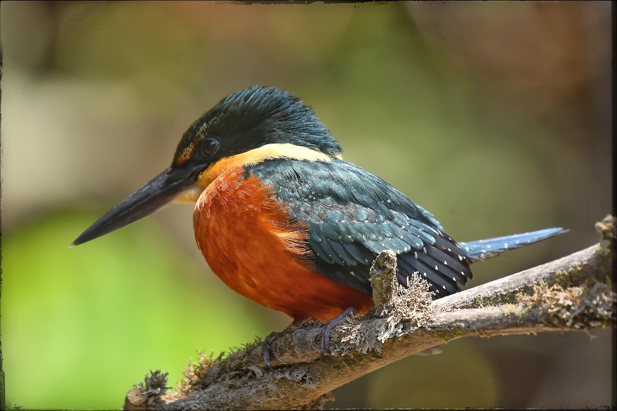 Green-and-rufous Kingfisher - Beto Guido Méndez