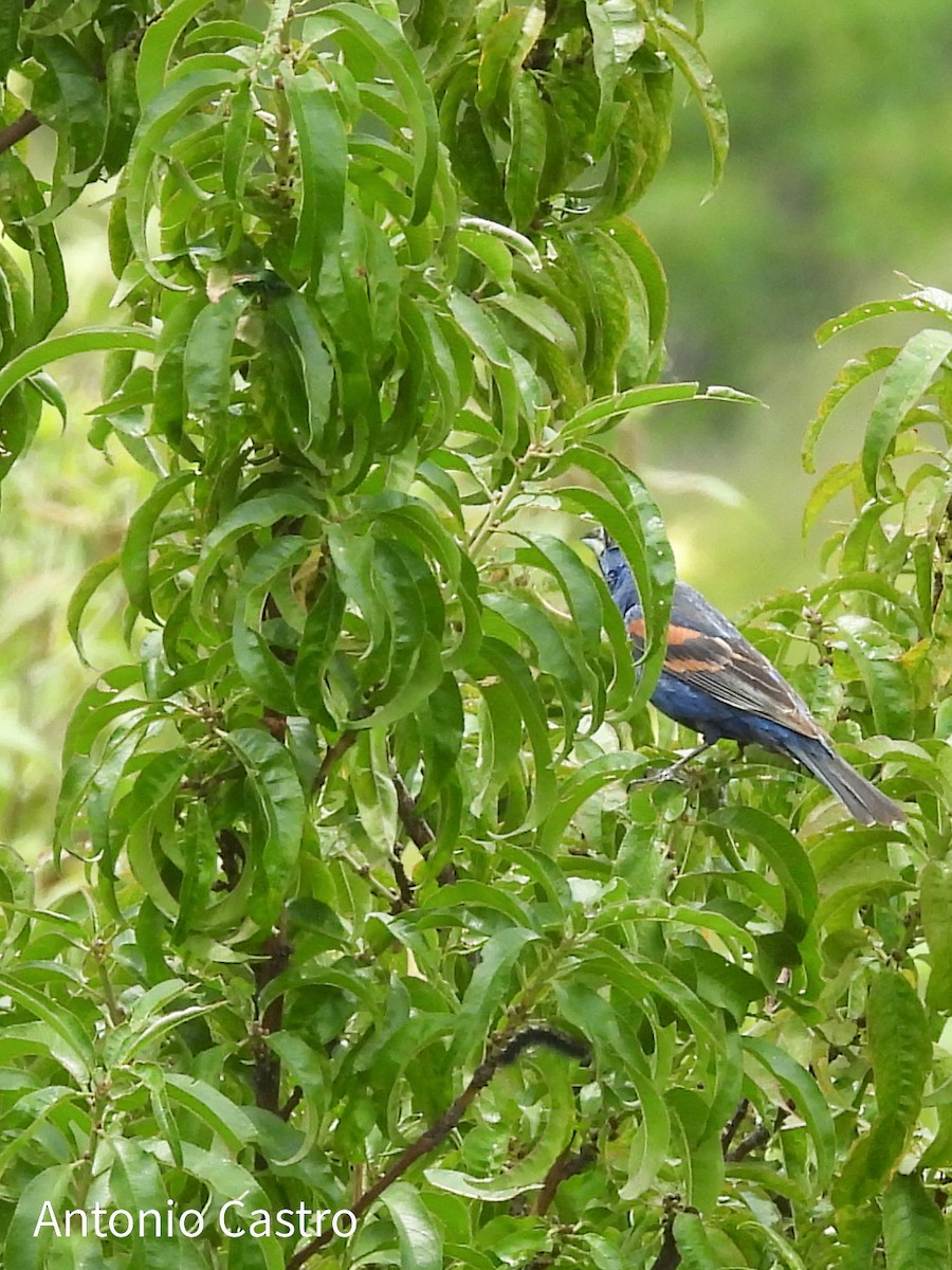 Blue Grosbeak - Juan Antonio Castro Peralta