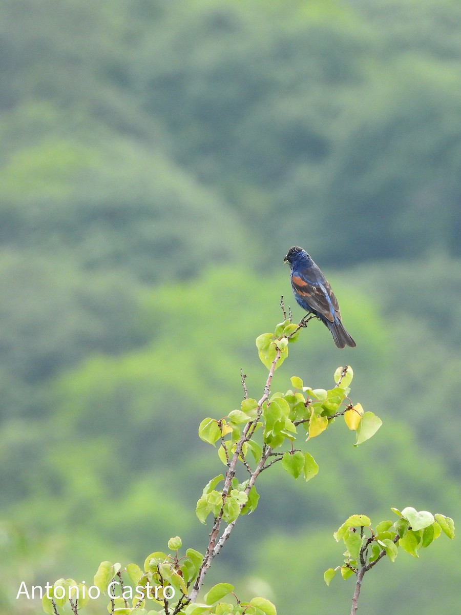 Blue Grosbeak - ML623055606