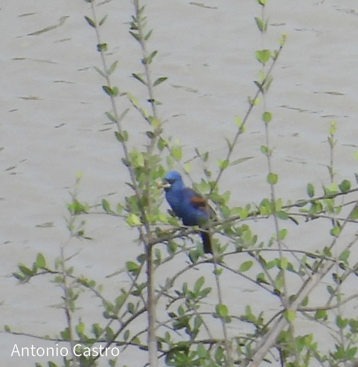 Blue Grosbeak - ML623055607