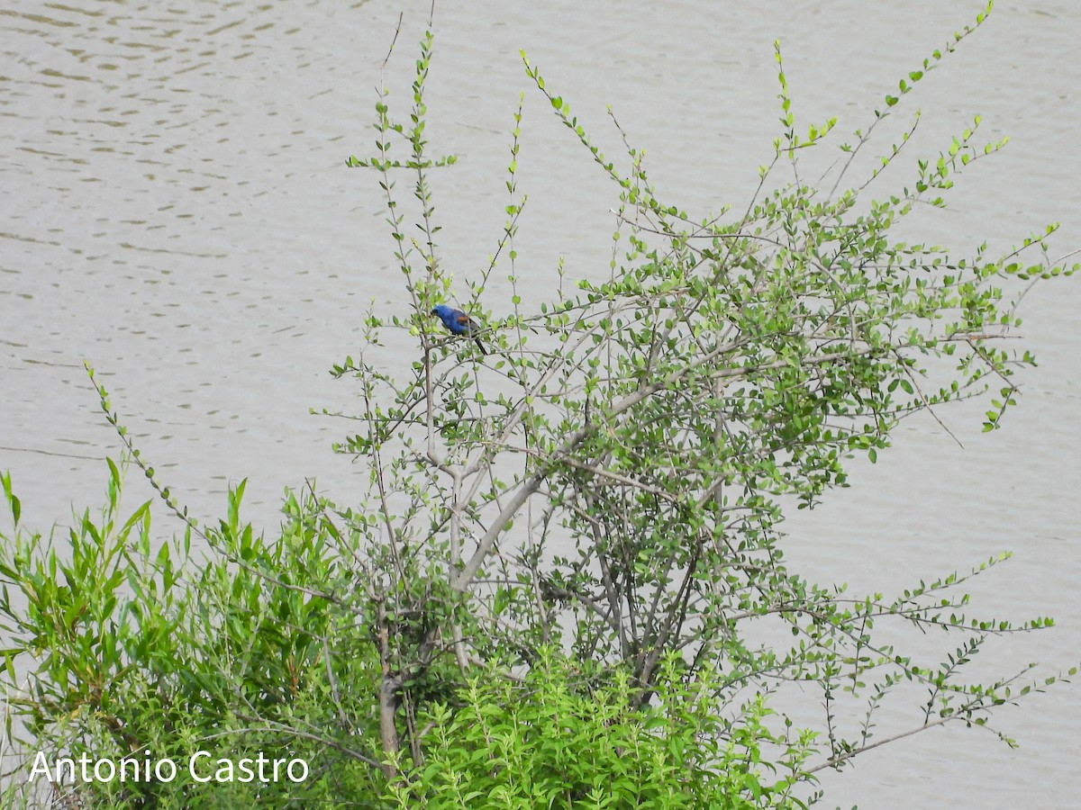 Blue Grosbeak - ML623055608