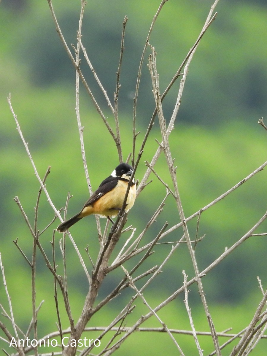 Cinnamon-rumped Seedeater - ML623055635