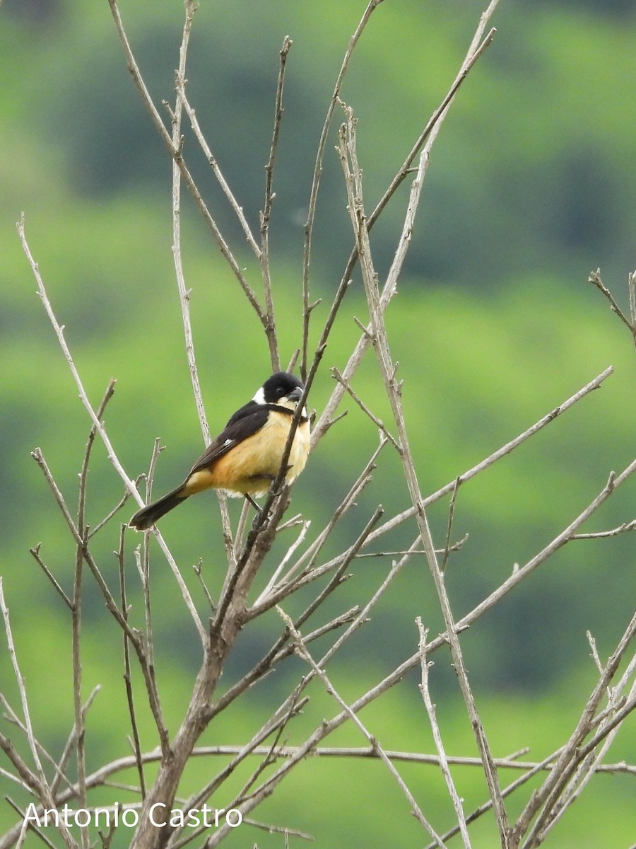 Cinnamon-rumped Seedeater - ML623055636