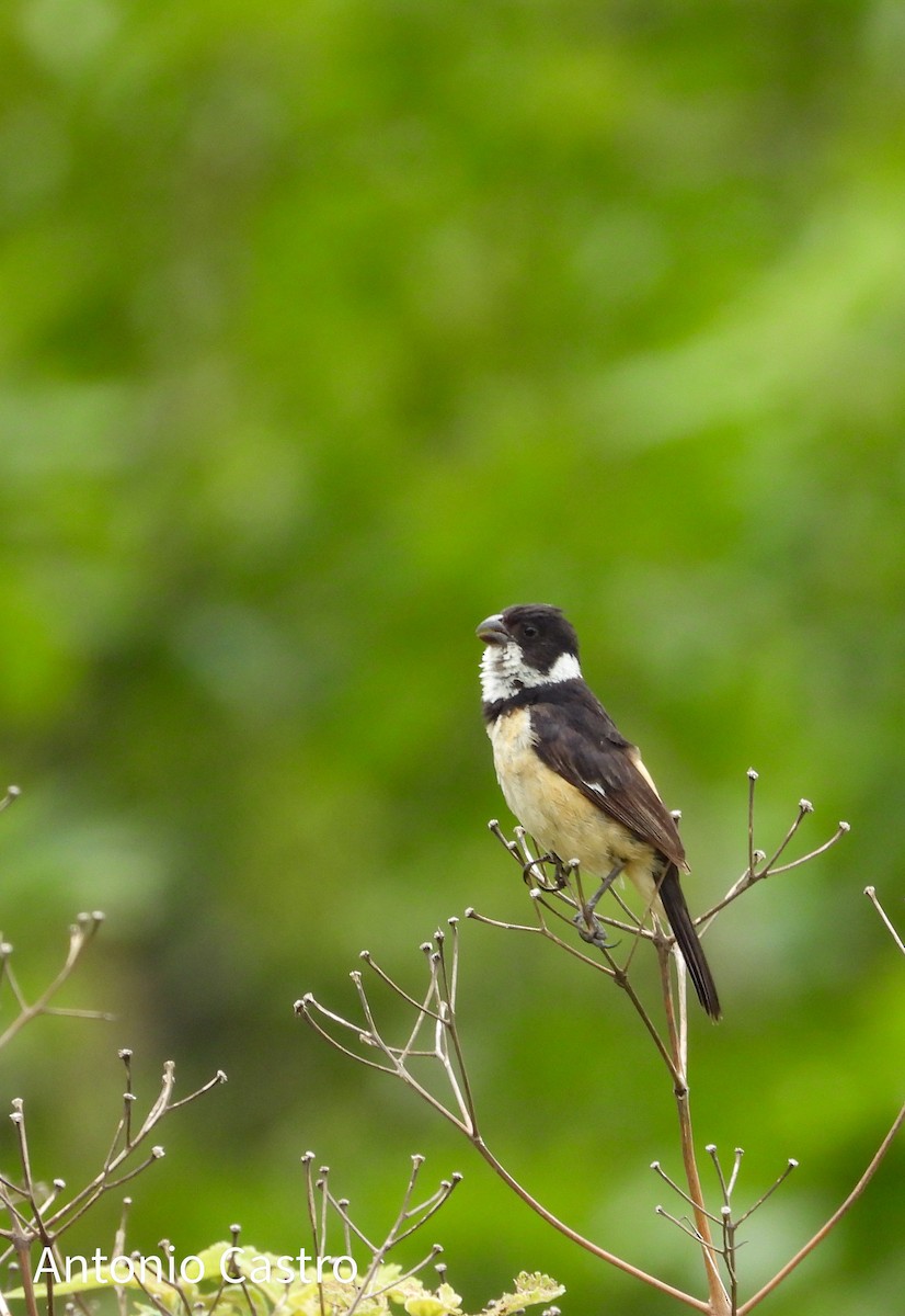 Cinnamon-rumped Seedeater - ML623055638