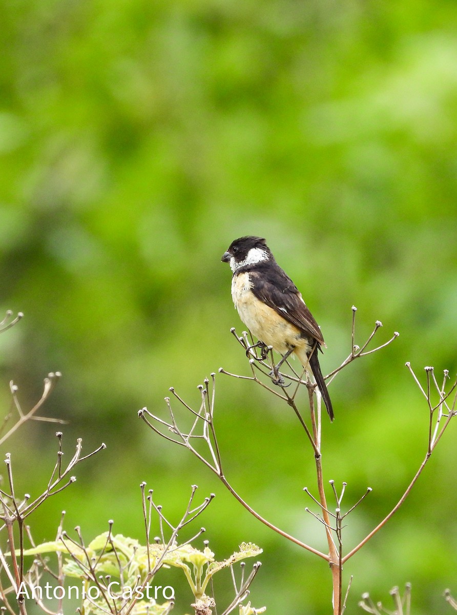 Cinnamon-rumped Seedeater - ML623055640