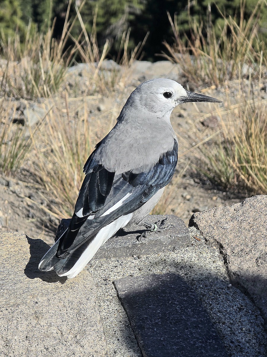 Clark's Nutcracker - ML623055654