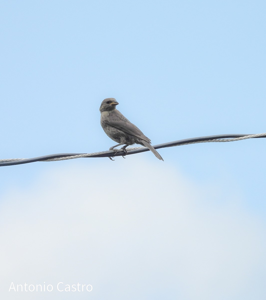 Brown-headed Cowbird - ML623055664