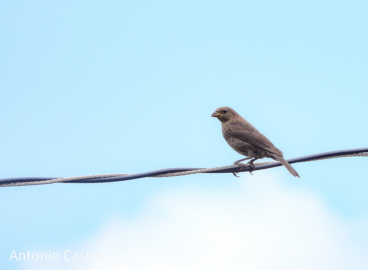 Brown-headed Cowbird - ML623055665