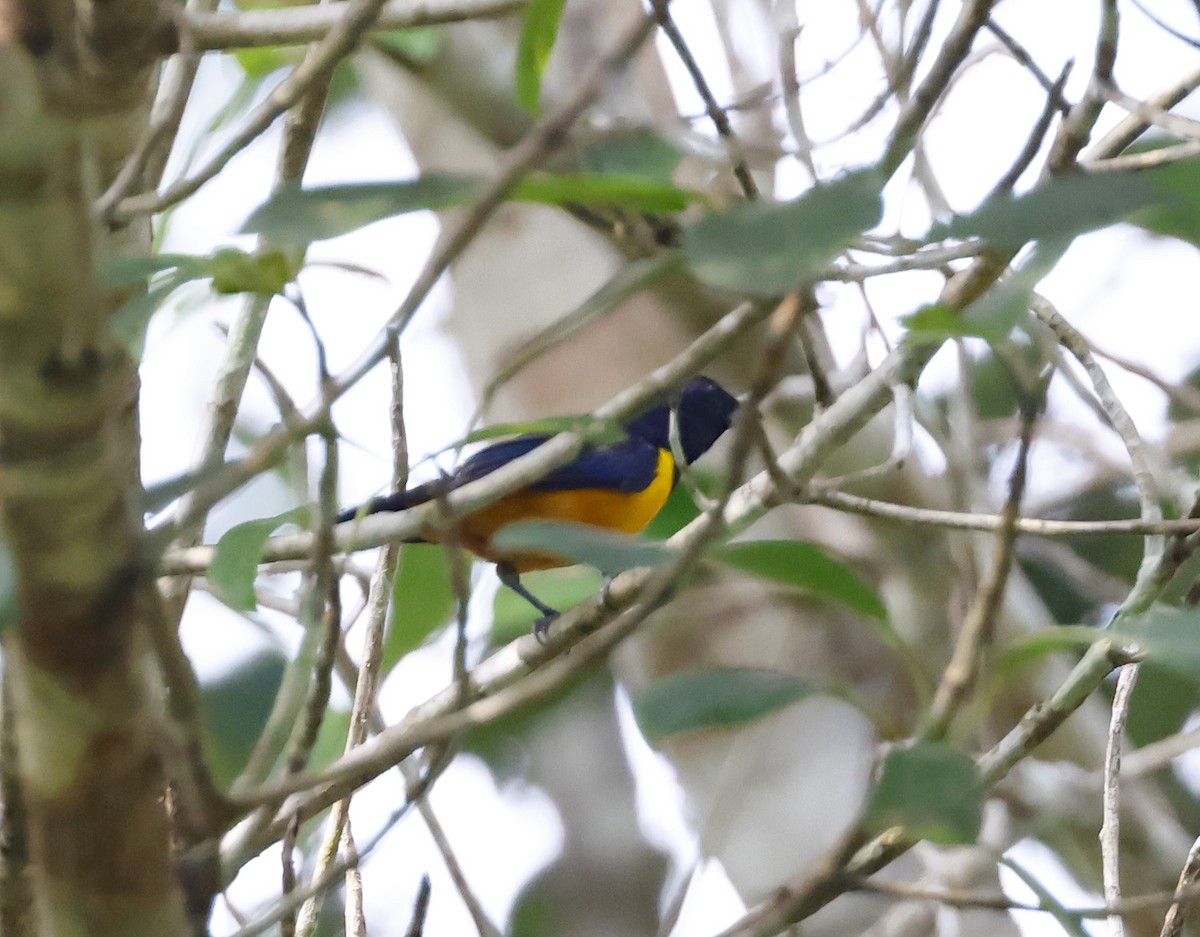 Rufous-bellied Euphonia - Michael Smith